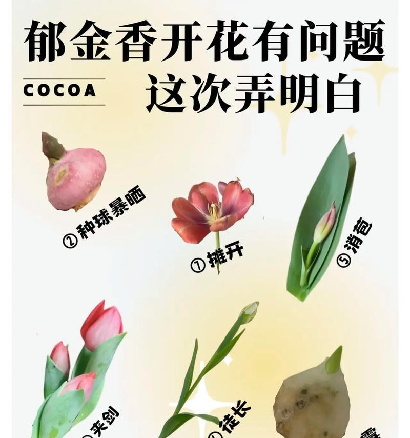 如何种植郁金香？郁金香的种植方法是什么？