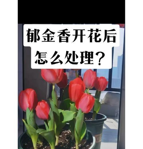 如何种植郁金香？郁金香的种植方法是什么？