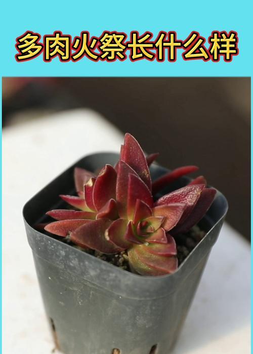 火祭开花后如何管理？处理方法是什么？