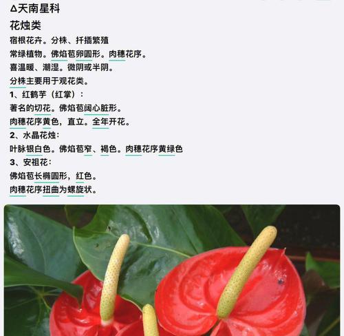 马蹄莲插枝的正确步骤和管理技巧是什么？