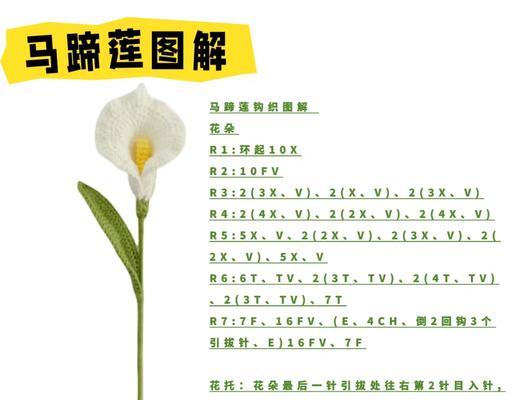 马蹄莲插枝的正确步骤和管理技巧是什么？