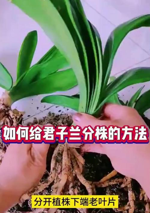 锯末养君子兰的正确方法是什么？