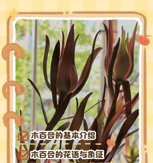 罗宾娜百合花语是什么？罗宾娜百合的花语含义是什么？