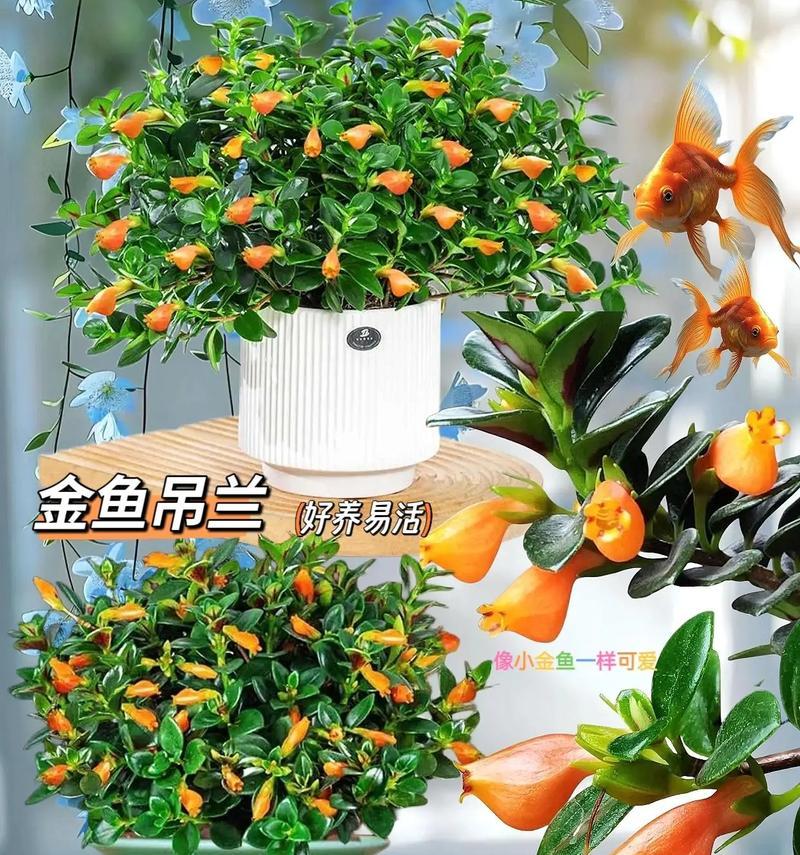 金鱼吊兰的养殖技巧和注意事项是什么？