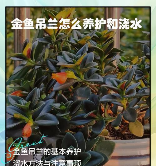 金鱼吊兰的养殖技巧和注意事项是什么？