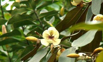 常绿开花乔木有哪些种类？如何选择和养护？