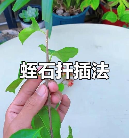 三角梅难以生根？有效生根技巧是什么？