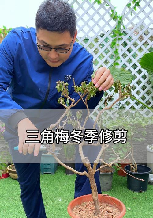 三角梅难以生根？有效生根技巧是什么？