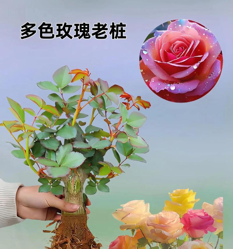 玫瑰什么季节开花？不同品种的开花时间是？