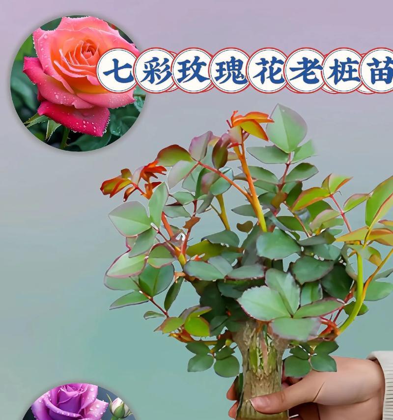 玫瑰什么季节开花？不同品种的开花时间是？