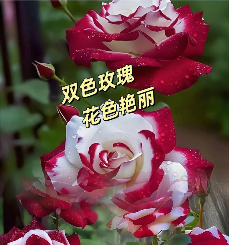 玫瑰什么季节开花？不同品种的开花时间是？