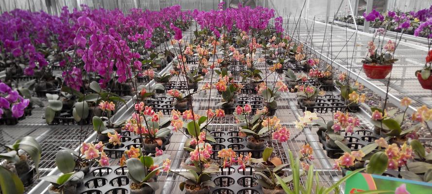 花卉大棚适合种植哪些品种？大棚花卉品种选择技巧是什么？