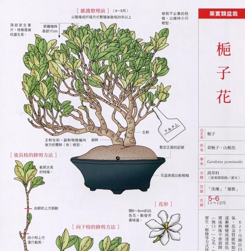栀子花的栽种方法和养护要点是什么？