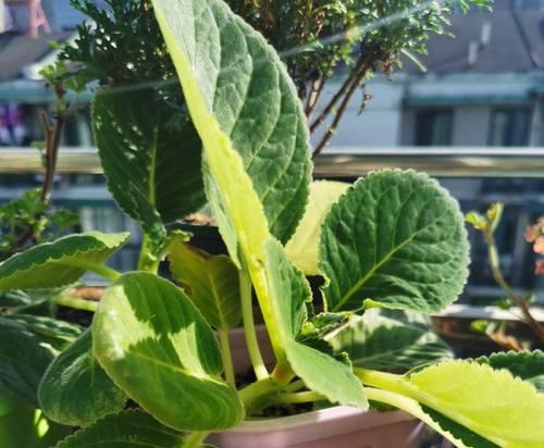 大岩桐花繁殖技巧有哪些？如何高效繁殖大岩桐花？