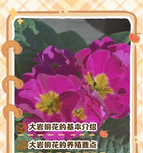 大岩桐花繁殖技巧有哪些？如何高效繁殖大岩桐花？