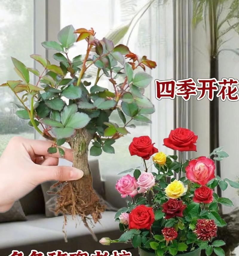 玟瑰花种植需要注意什么？