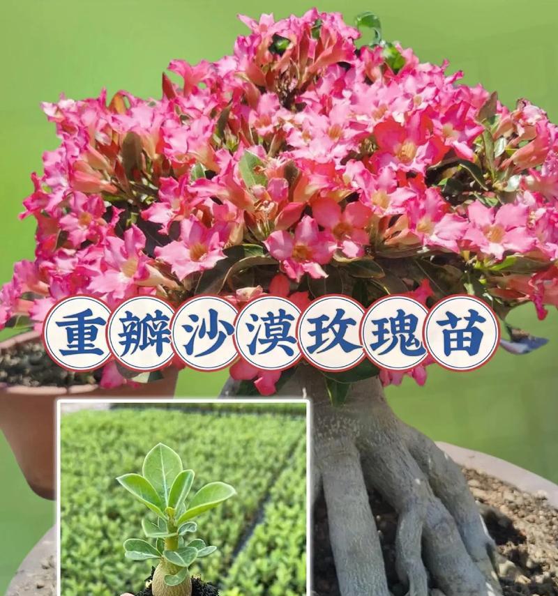 玟瑰花种植需要注意什么？