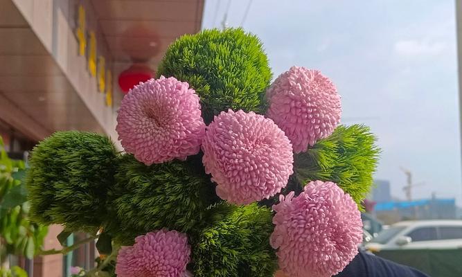 乒乓菊的养殖方法和注意事项是什么？