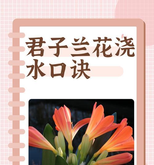 兰花有哪些常见品种？如何选择兰花品种？