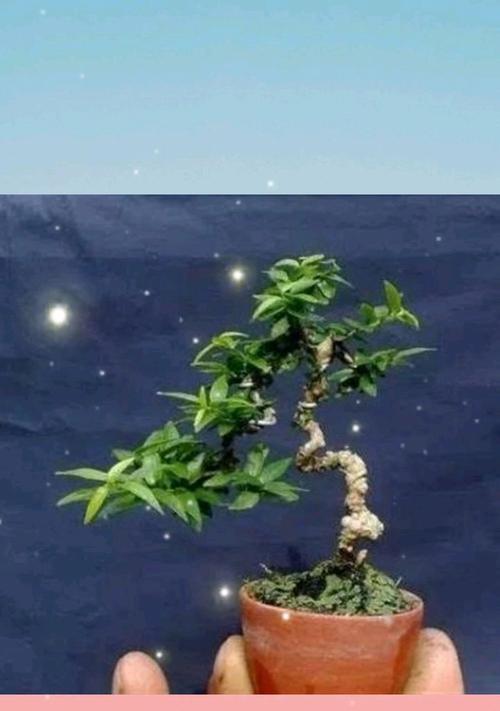 红枫嫁接的最佳时期是什么时候？嫁接方法有哪些？