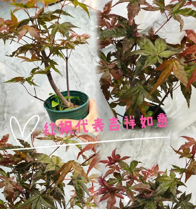 红枫嫁接的最佳时期是什么时候？嫁接方法有哪些？