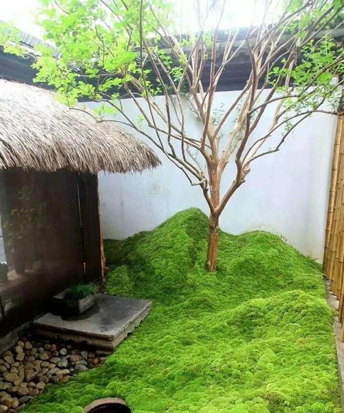 苔藓盆景制作步骤是什么？如何制作苔藓盆景？