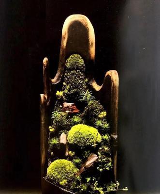 苔藓盆景制作步骤是什么？如何制作苔藓盆景？