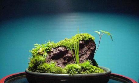 苔藓盆景制作步骤是什么？如何制作苔藓盆景？