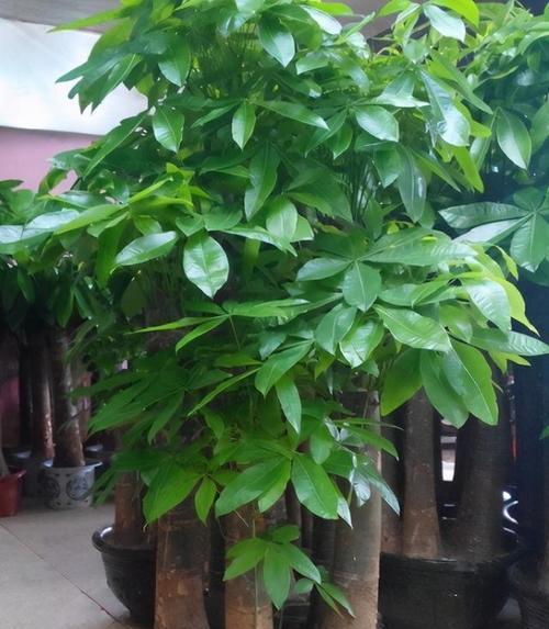 发财树的种植方法是什么？如何正确种植发财树？