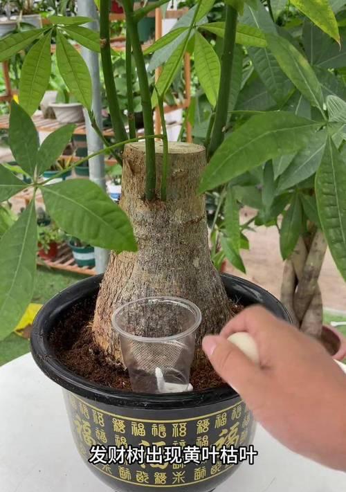 发财树的种植方法是什么？如何正确种植发财树？
