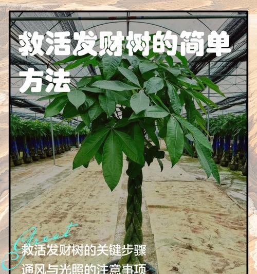 发财树的种植方法是什么？如何正确种植发财树？