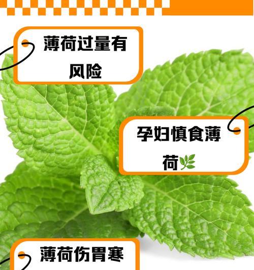 薄荷有几个品种？它们的药用价值有何不同？