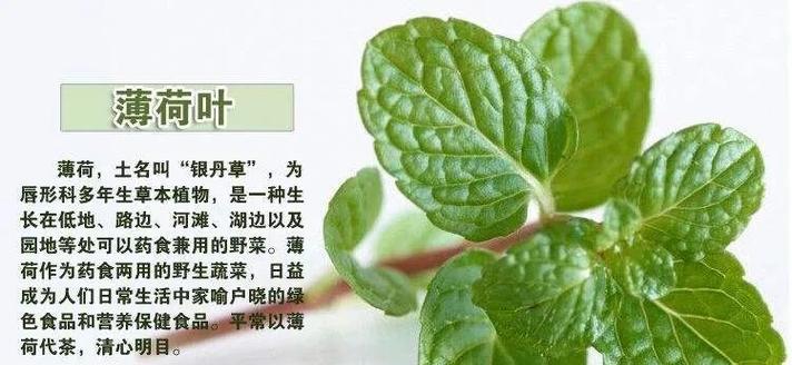 薄荷有几个品种？它们的药用价值有何不同？