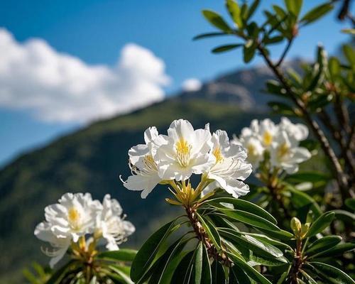 高山杜鹃品种有哪些？如何选择高山杜鹃品种？