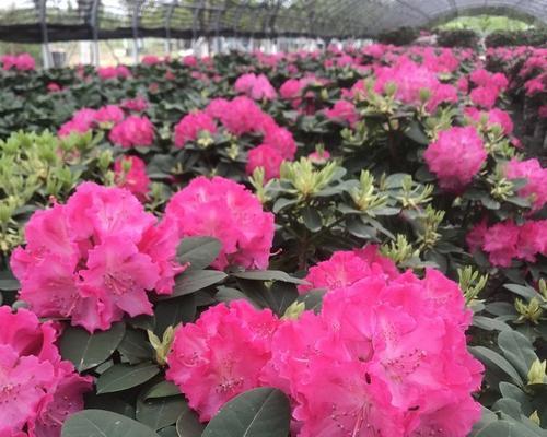 高山杜鹃品种有哪些？如何选择高山杜鹃品种？