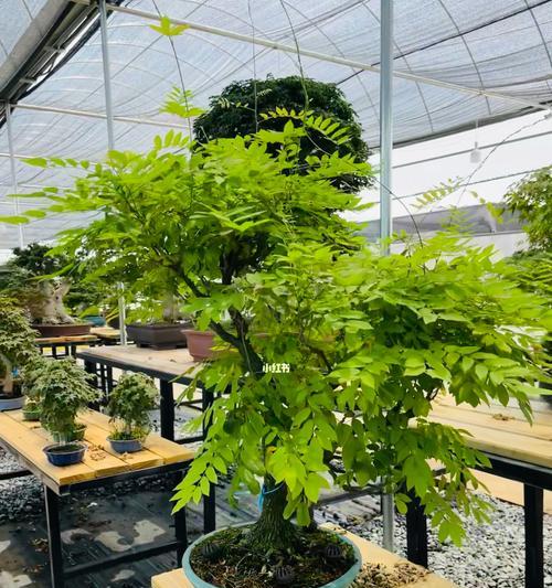 紫藤苗盆栽的技巧有哪些？