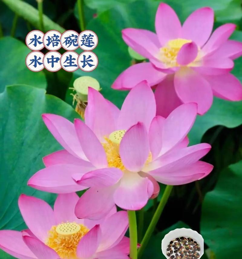 碗莲施肥的正确方法是什么？如何避免肥害？