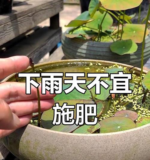 碗莲施肥的正确方法是什么？如何避免肥害？