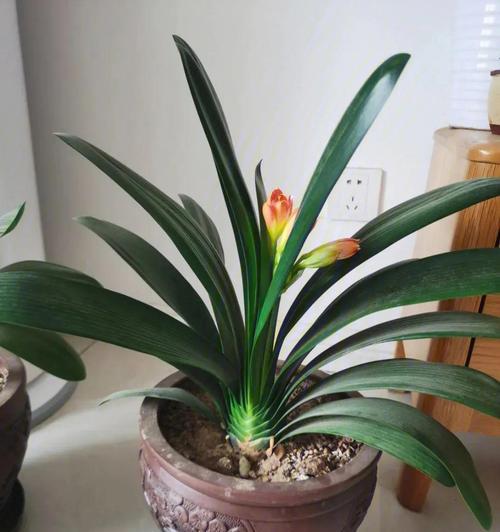 君子兰的种植方法是什么？如何让君子兰生长得更好？