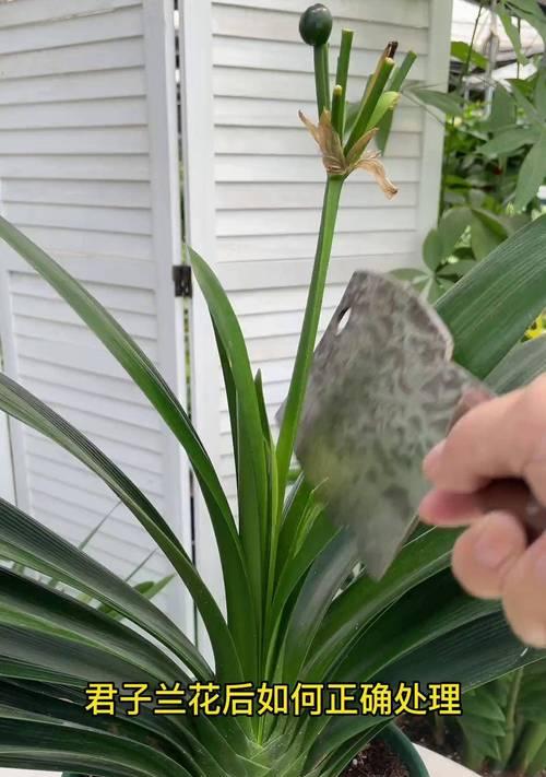 君子兰的种植方法是什么？如何让君子兰生长得更好？