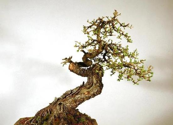 落叶松盆景的养殖技巧有哪些？