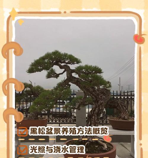 落叶松盆景的养殖技巧有哪些？