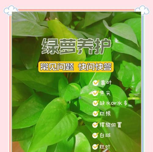 绿萝的独特特点是什么？如何正确养护绿萝？
