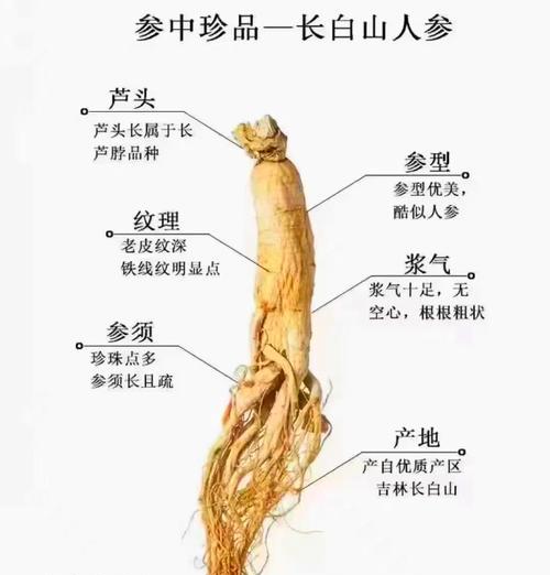 盆栽人参的方法是什么？如何在家中成功种植人参？