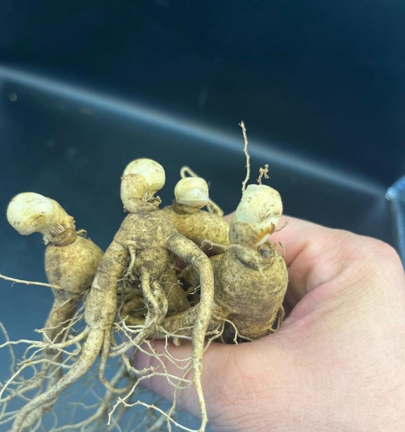 盆栽人参的方法是什么？如何在家中成功种植人参？