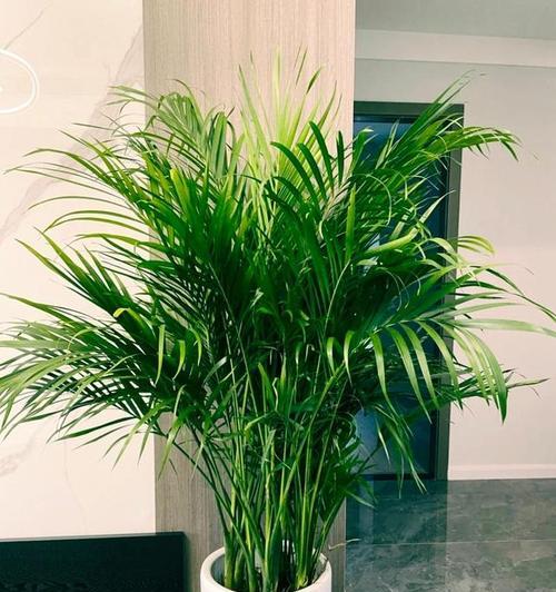 家庭中常养哪些类型的植物？