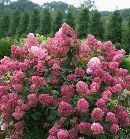 八仙花养殖需要注意哪些问题？