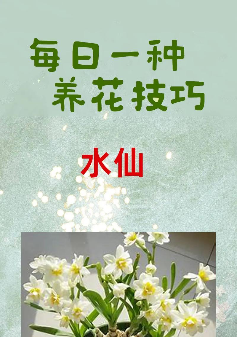 八仙花养殖需要注意哪些问题？