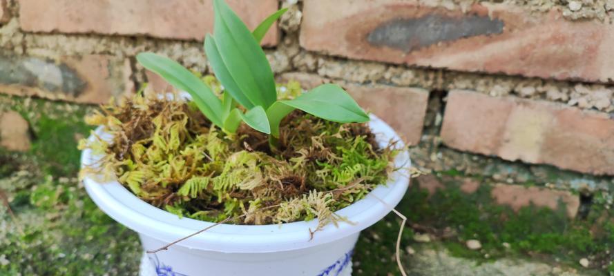 干苔藓的养护和复水技巧是什么？
