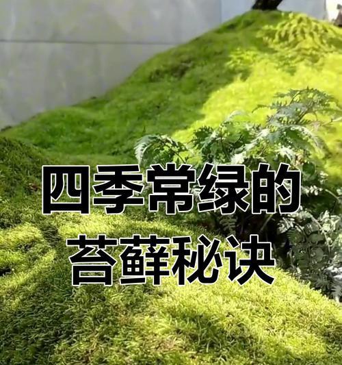干苔藓的养护和复水技巧是什么？